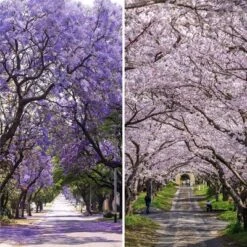 6" Double Sided Lavender Road Canvas Room Divider Purple - Oriental Furniture -Lush Living Store GUEST 76beb705 6331 4854 a351 0324682238fc